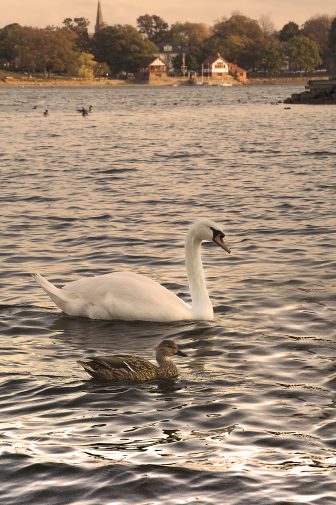 Image of pond with two swans swimming